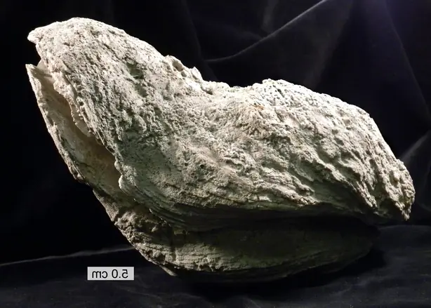 Foto von Klassische Austern mit Mignonette – fertig angerichtet