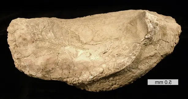 Cook Snap von kochcode-team