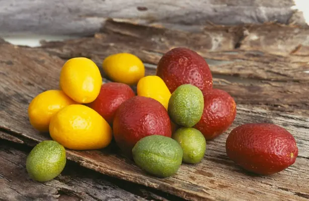 Cook Snap von kochcode-team