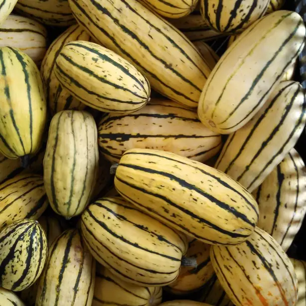 Cook Snap von kochcode-team