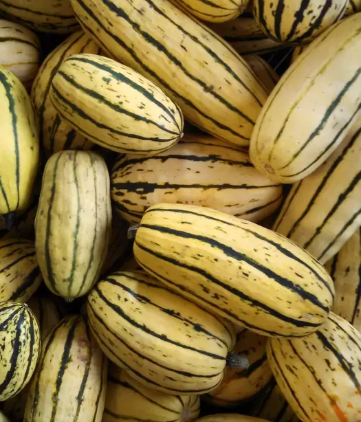 Foto von Klassischer gerösteter Delicata-Kürbis – fertig angerichtet