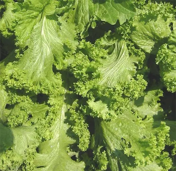 Cook Snap von kochcode-team