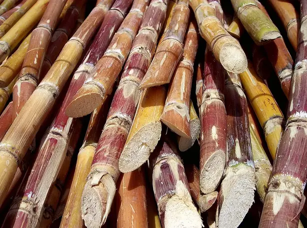 Cook Snap von kochcode-team