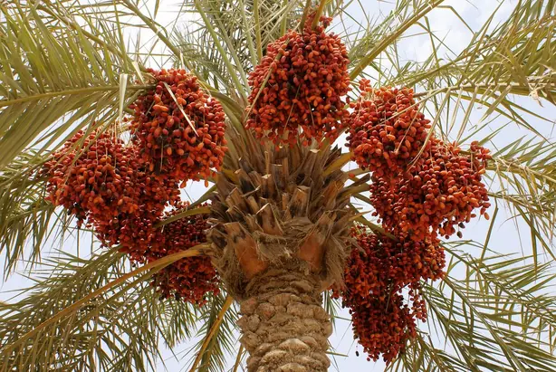 Cook Snap von kochcode-team