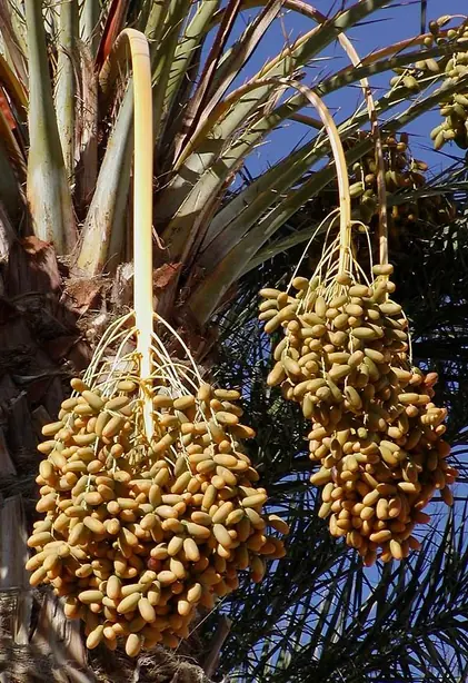 Foto von Hausgemachter Dattelzucker – fertig angerichtet