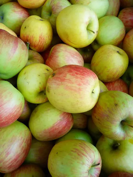 Foto von Französische Delbarestivale Tarte – fertig angerichtet