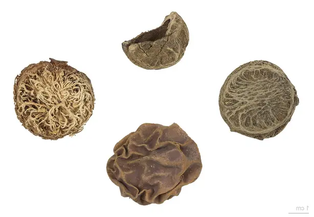 Cook Snap von kochcode-team