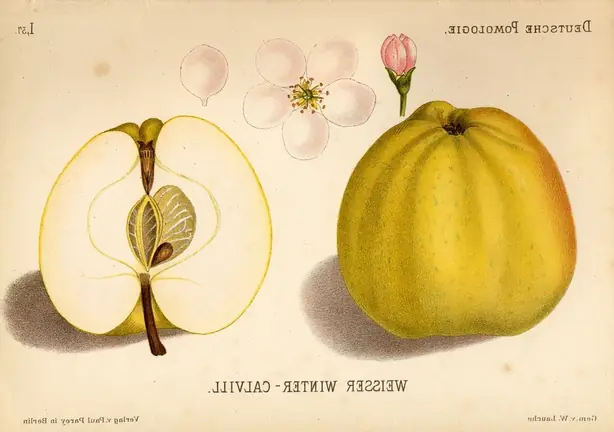 Foto von Tarte Tatin mit Calville Äpfeln – fertig angerichtet