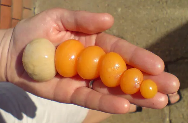 Cook Snap von kochcode-team