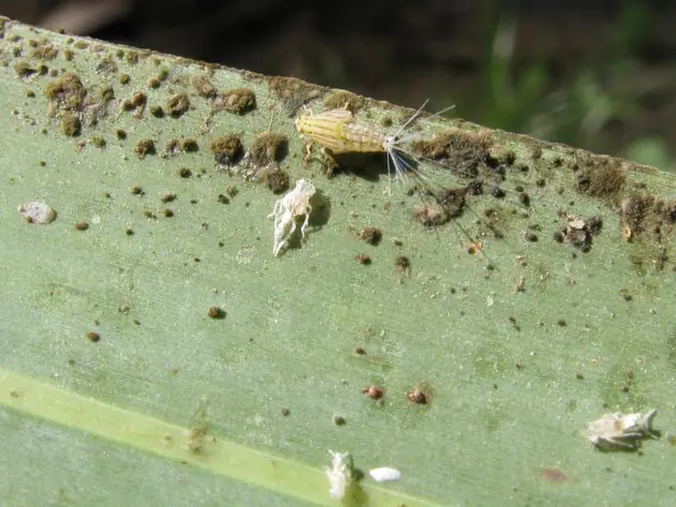 Cook Snap von kochcode-team