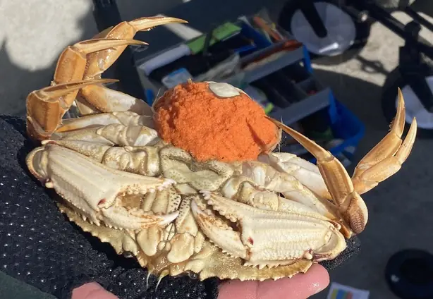 Cook Snap von kochcode-team