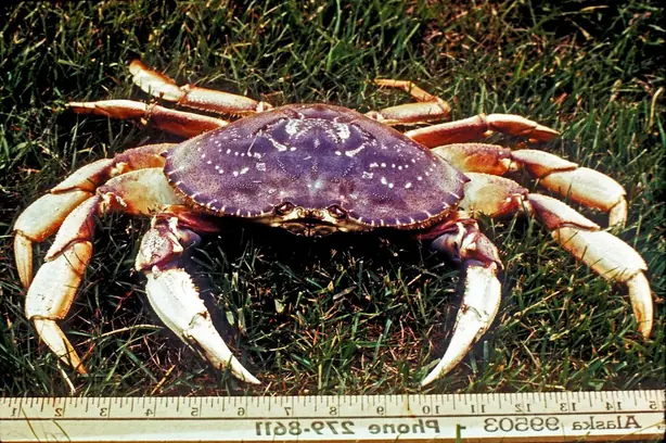 Cook Snap von kochcode-team