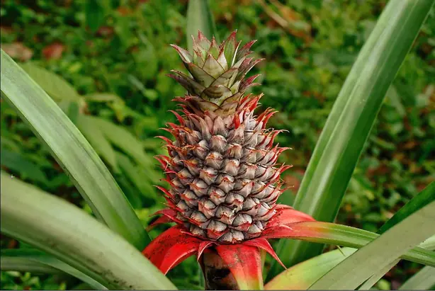 Foto von Ananas-Spalten mit Rum – fertig angerichtet