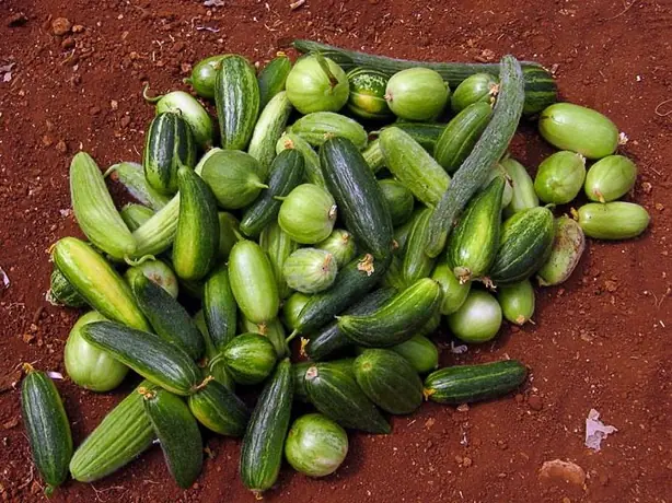 Cook Snap von kochcode-team