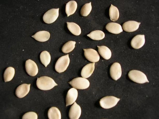 Cook Snap von kochcode-team