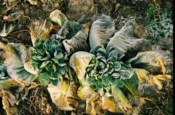 Cook Snap von kochcode-team