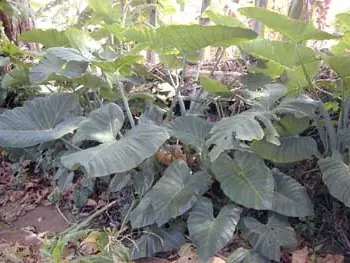 Elephantear reduced – Foto: Unbekannt (CC BY-SA 3.0)