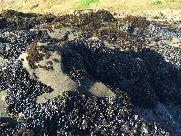 Endocladia muricata in mussel beds, SLO – Foto: Peter D. Tillman (CC BY 3.0)