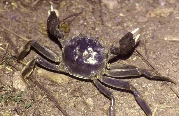 Foto von Gedämpfte Shanghai-Wollhandkrabbe – fertig angerichtet