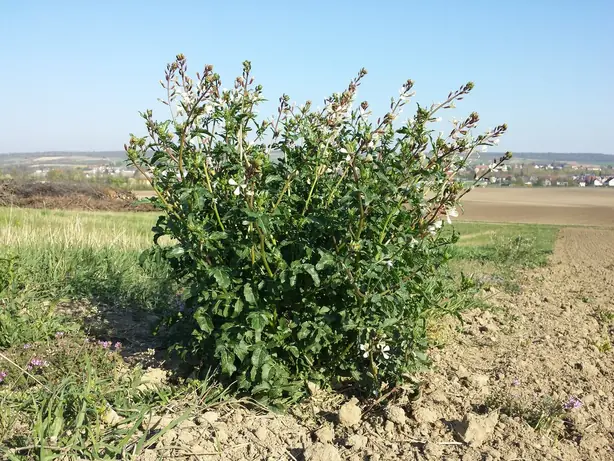 Cook Snap von kochcode-team