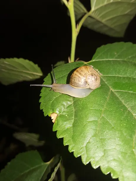 Cook Snap von kochcode-team