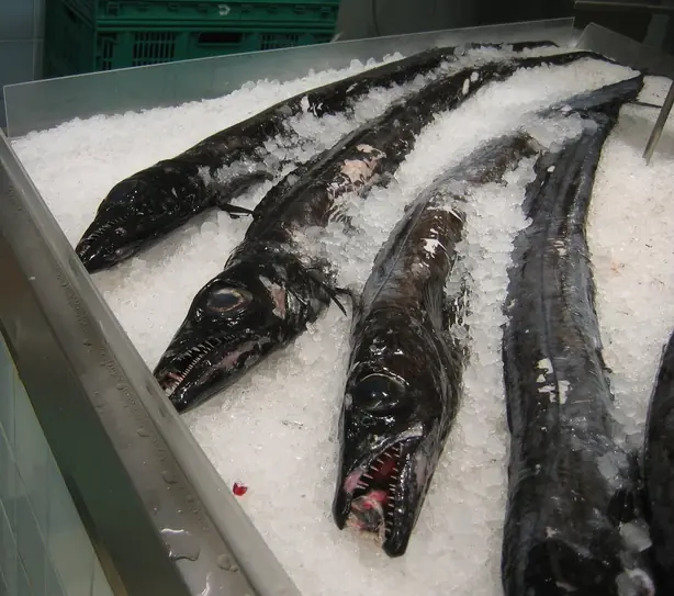 Cook Snap von kochcode-team