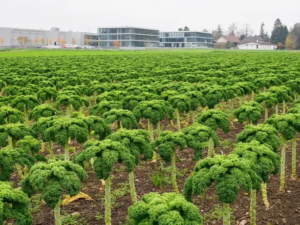 Cook Snap von kochcode-team