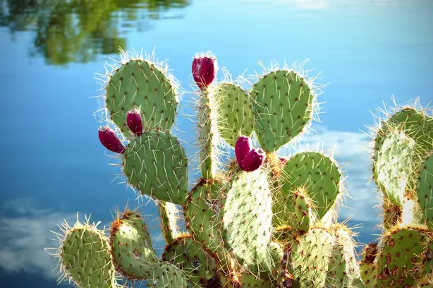 Cook Snap von kochcode-team