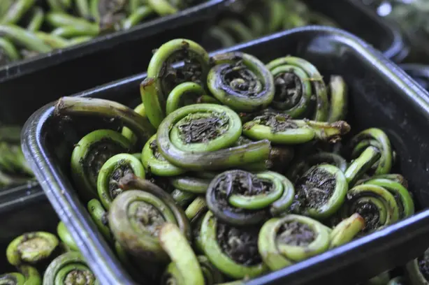 Cook Snap von kochcode-team