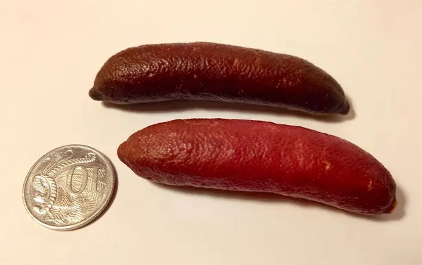 Cook Snap von kochcode-team