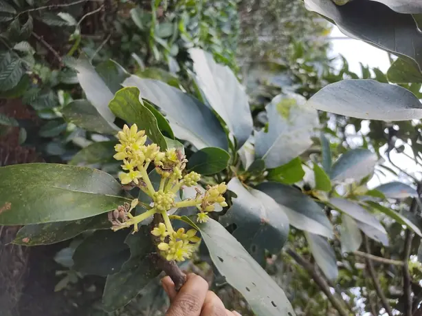 Cook Snap von kochcode-team