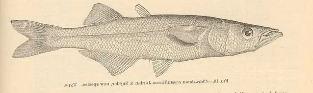 Foto von Knusprige Mexikanische Charales – fertig angerichtet