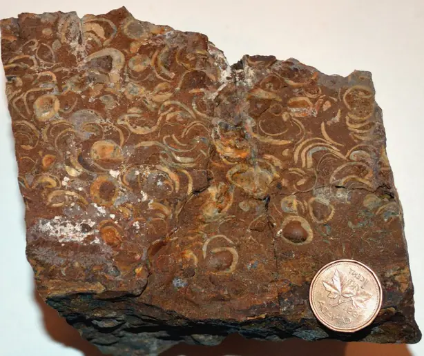 Fossil Shells in Cardium Formation – Foto: Georgialh (CC BY-SA 3.0)