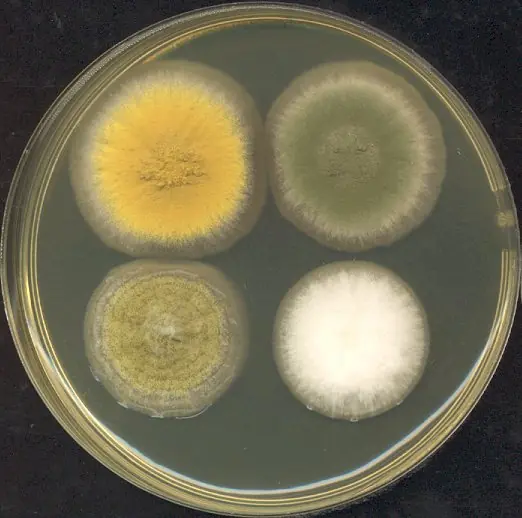 Cook Snap von kochcode-team