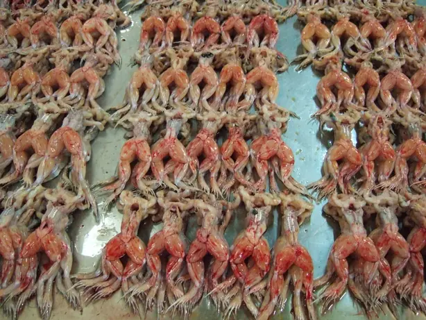 Frog legs – Foto: Midori (CC BY-SA 3.0)