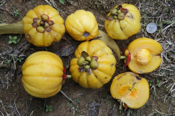 Foto von Malaysisches Asam-Gelugur-Curry – fertig angerichtet