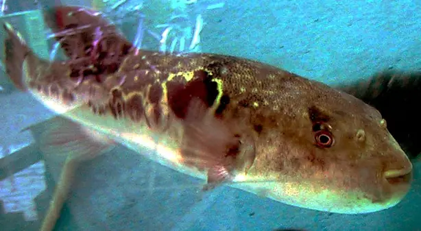 Fugu in Tank – Foto: Unbekannt (CC BY-SA 3.0)