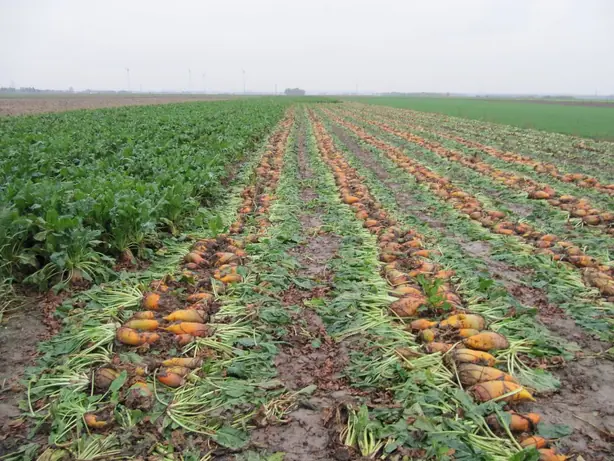Foto von Süddeutscher Roter Zuckerhase Klassisch – fertig angerichtet