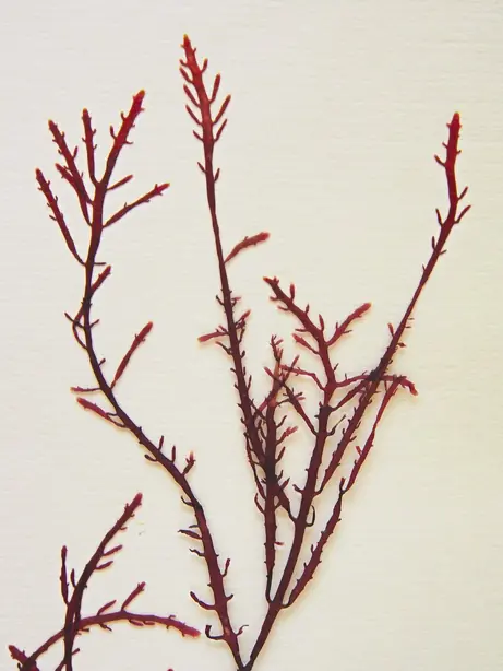 Foto von Japanische Tokoroten aus Gelidium – fertig angerichtet