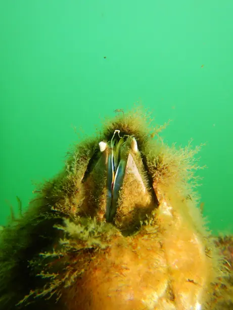 Cook Snap von kochcode-team