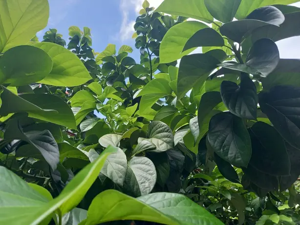 Foto von Avocado-Salat mit Limette & Koriander – fertig angerichtet