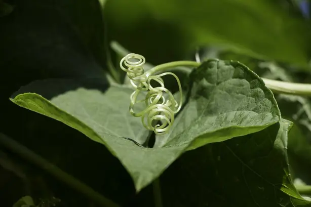 Cook Snap von kochcode-team