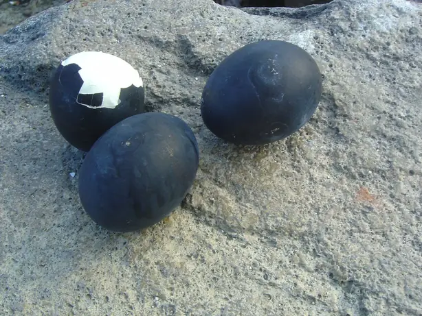 Cook Snap von kochcode-team