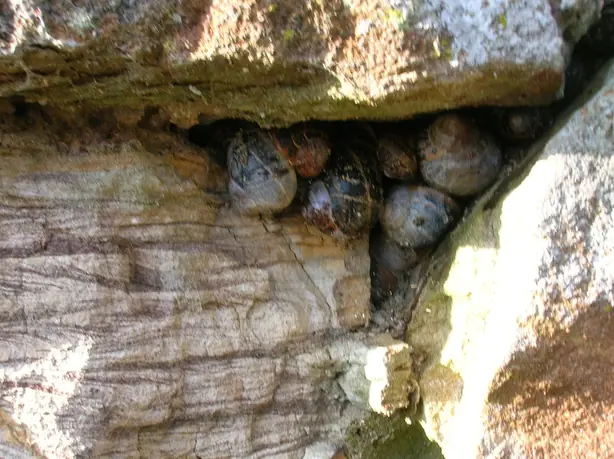 Cook Snap von kochcode-team