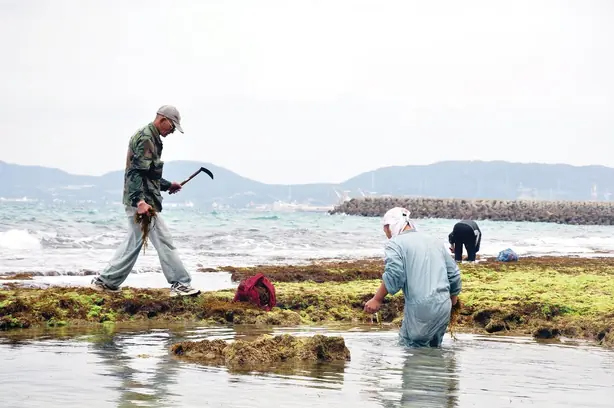 Hijiki harvested on Camp Courtney 120220-M-NB885-225 – Foto: Sgt. Rebekka Heite (PUBLIC DOMAIN)