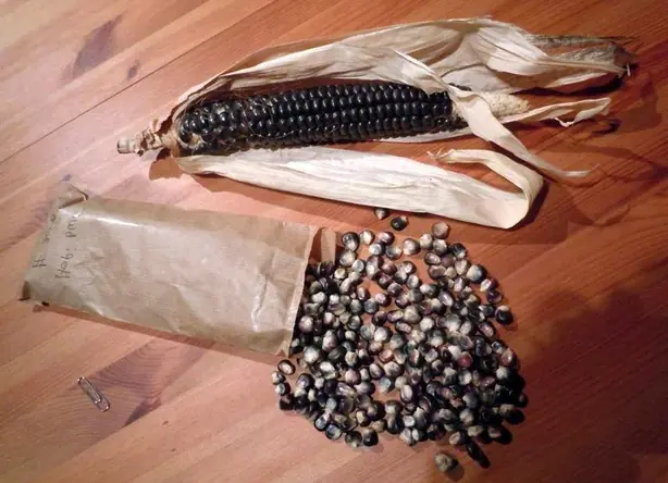 Cook Snap von kochcode-team