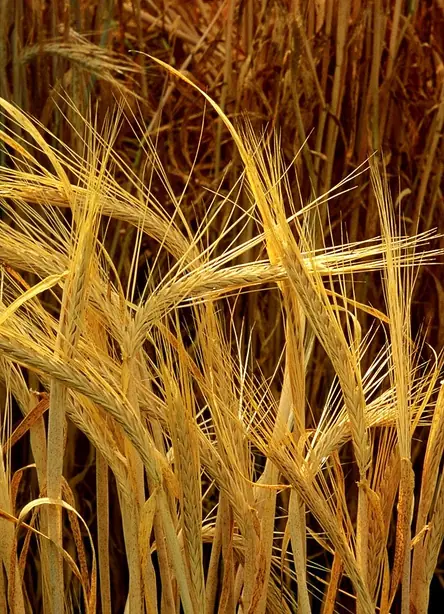 Foto von Traditionelles Gerstenmehl-Brot – fertig angerichtet