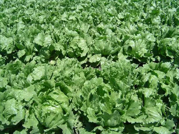 Foto von Klassischer Römersalat mit Parmesan – fertig angerichtet