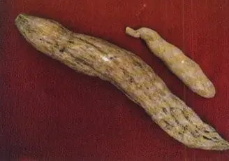 Cook Snap von kochcode-team