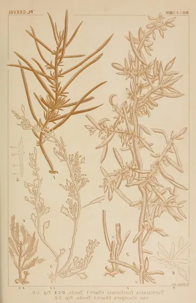 Icones of Japanese algae (Pl. CXXVIII) (8006311177) – Foto: Okamura, Kintaro (PUBLIC DOMAIN)